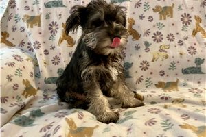 Alec - Schnauzer, Miniature for sale