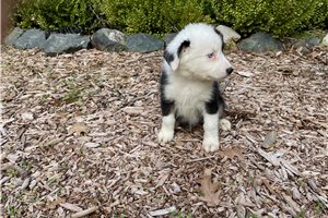 Atlas - Australian Shepherd for sale