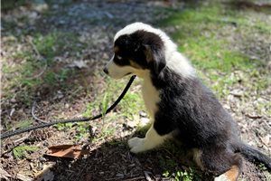 Atlas - Australian Shepherd for sale