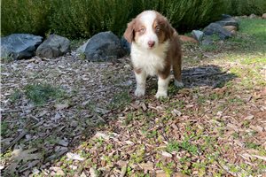 Alexis - puppy for sale