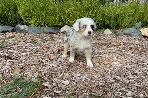 Autumn - puppy for sale