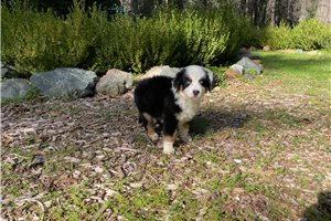 Archer - puppy for sale