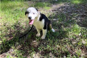 Aiden - Australian Shepherd for sale