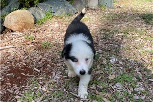 Aiden - Australian Shepherd for sale
