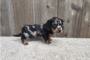Iverson - Dachshund, Mini for sale