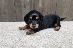 Izzy - puppy for sale
