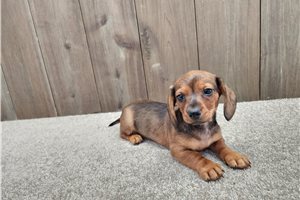Clint - Dachshund, Mini for sale