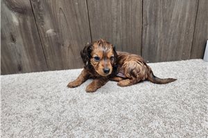 Irving - puppy for sale