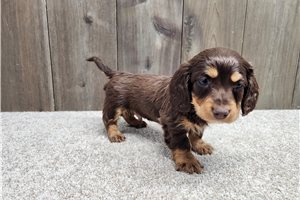 Immanuel - Mini Dachshund for sale