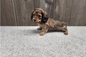 Chloe - Dachshund, Mini for sale