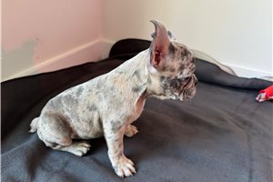 Ivy - French Bulldog for sale