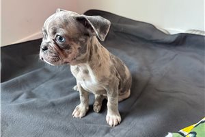 Lilo - French Bulldog for sale