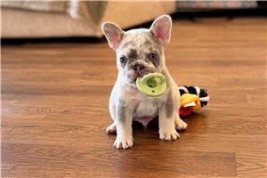 Vernon - French Bulldog for sale