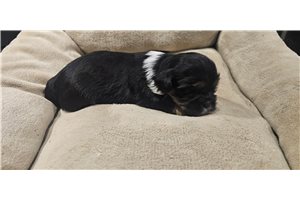 April - Lhasa Apso for sale