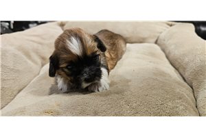 Astrid - Lhasa Apso for sale