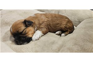 Alex - Lhasa Apso for sale