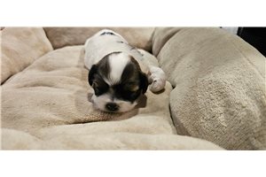 Ashlee - Lhasa Apso for sale