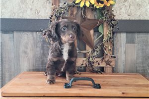 Cocoa - Tweenie Dachshund for sale