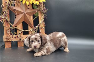 Mocha - puppy for sale