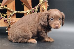 Cocoa - Tweenie Dachshund for sale