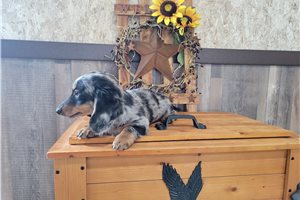 Trixie - Tweenie Dachshund for sale