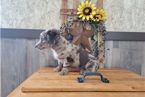 Mocha - Dachshund, Tweenie for sale