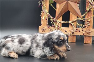 Trixie - puppy for sale