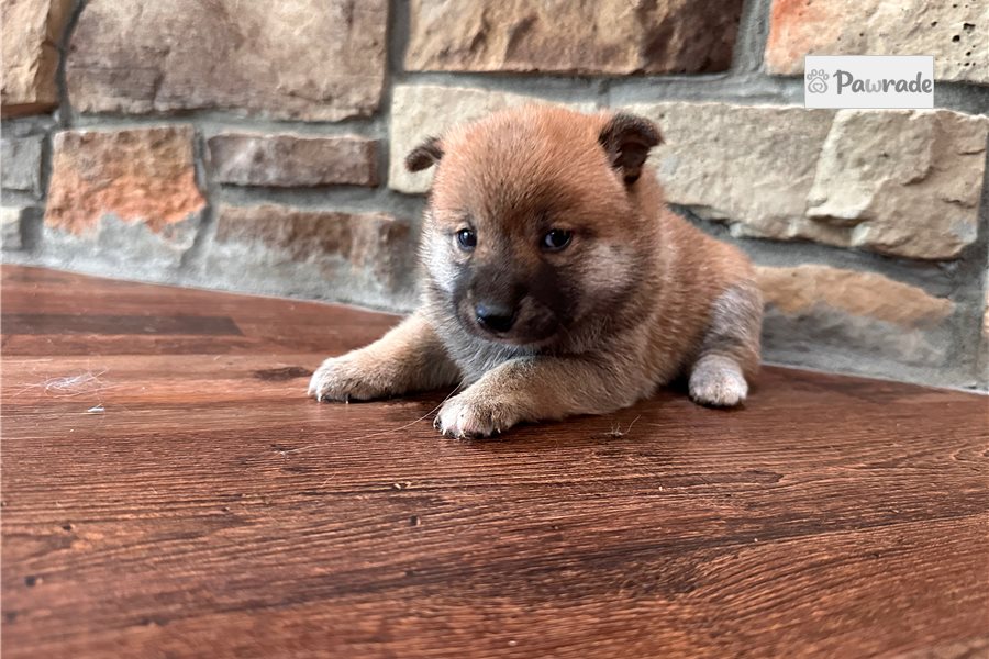 Wilma - Shiba Inu for sale