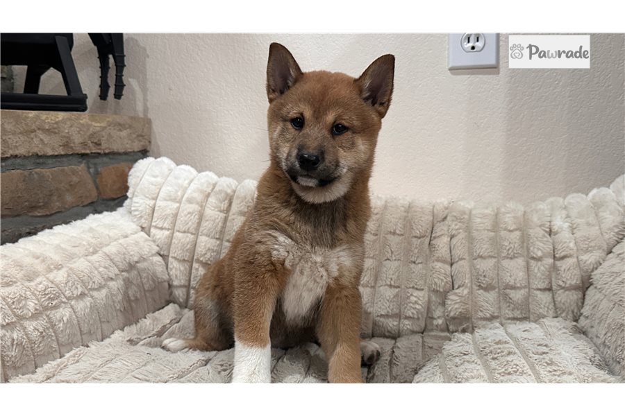 Tokyo, female Shiba Inu puppy for sale