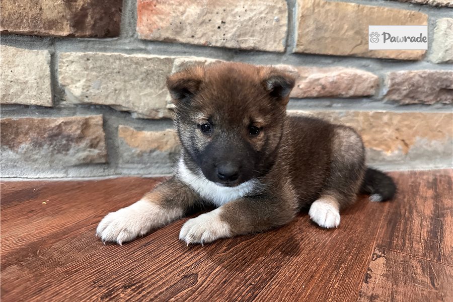 Langston - Shiba Inu for sale