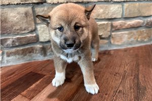 Tokyo - Shiba Inu for sale