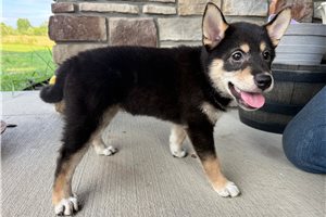 Kitty - Shiba Inu for sale