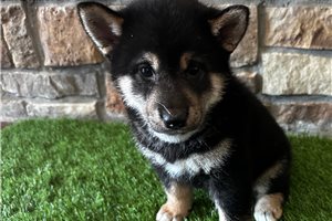 Boon - Shiba Inu for sale