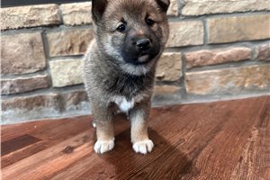 Katana - Shiba Inu for sale