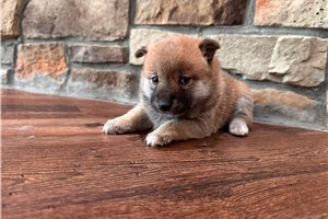 Wilma - Shiba Inu for sale