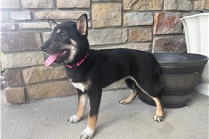 Starlight - Shiba Inu for sale