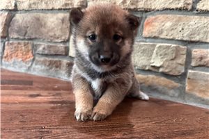 Winifred - Shiba Inu for sale