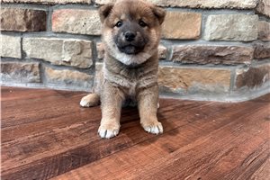 Lance - Shiba Inu for sale