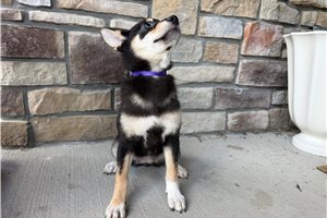 Kitty - Shiba Inu for sale