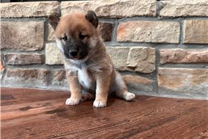 Willa - Shiba Inu for sale