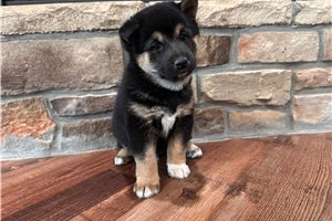 Sushi - puppy for sale