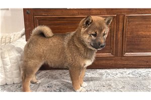 Katana, a Shiba Inu puppy