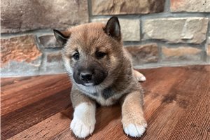 Sakura - puppy for sale