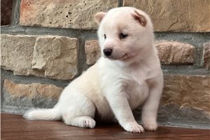 Winnie - Shiba Inu for sale