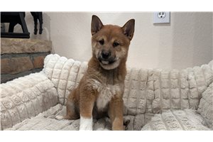 Tokyo - Shiba Inu for sale