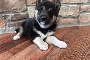 Kimono - Shiba Inu for sale