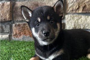 Starlight - puppy for sale