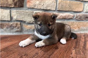Langston - Shiba Inu for sale