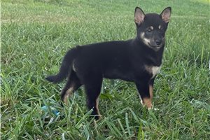 Starlight - Shiba Inu for sale
