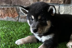 Kitty - puppy for sale